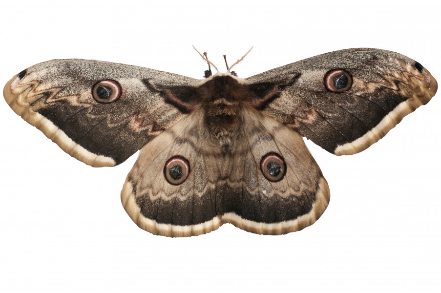 PapillonPaonNuit2