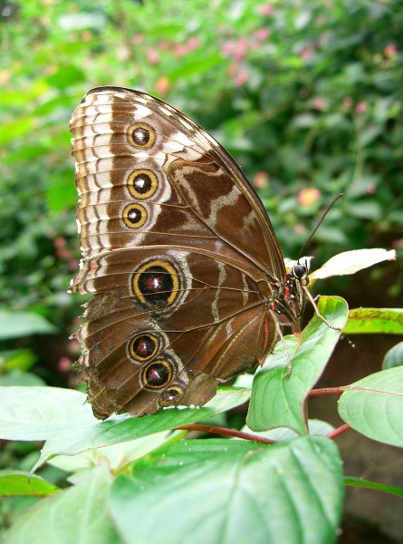PapillonYeux