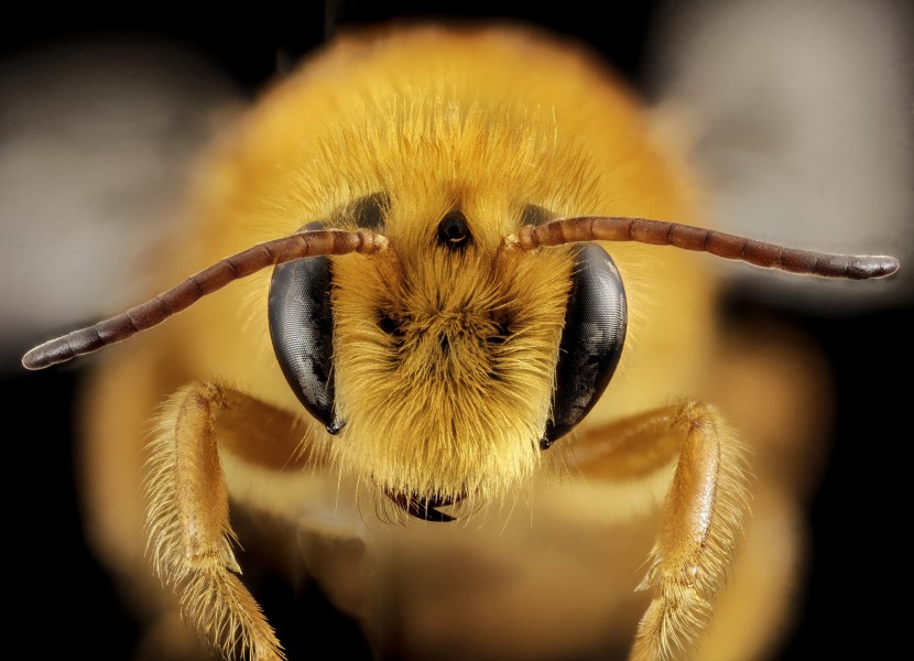 Paracolletes, m, australia, face 2014-10-11-18.58.15 ZS PMax (15116099263)