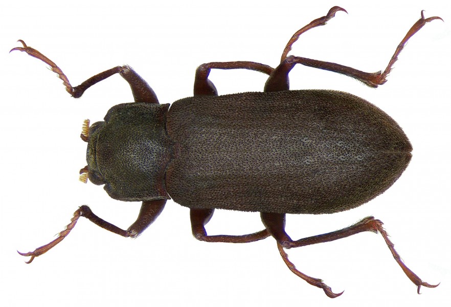Parahelichus granulicollis (2871745051)