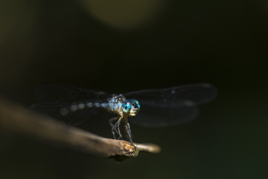 Paramaribo, Suriname (Unsplash 1XEosxO33L4)