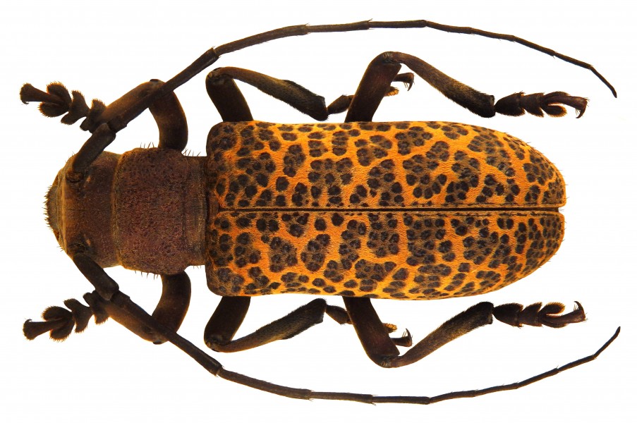 Paranaleptes reticulata (Thomson, 1877) female (5360527590)