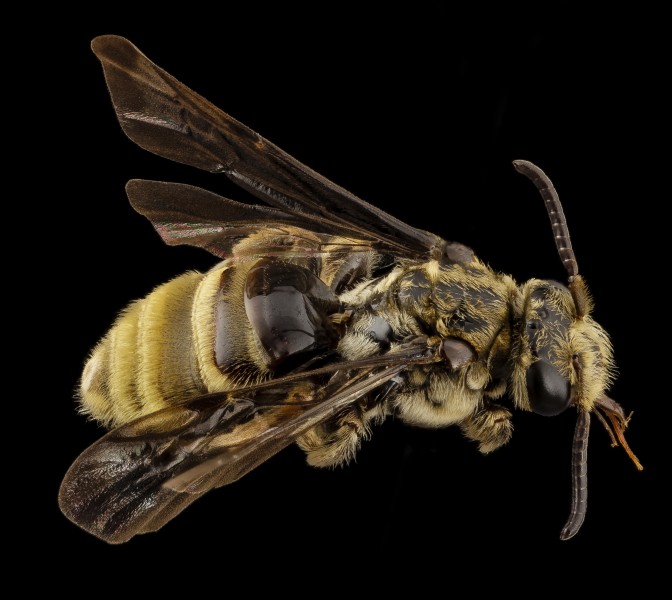 Paranomada velutina, f, arizona, angle 2014-08-09-15.21.39 ZS PMax (15059501106)