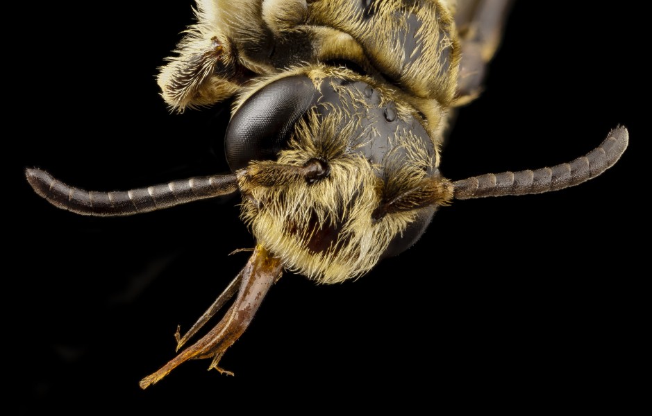 Paranomada velutina, f, arizona, face 2014-08-09-15.30.33 ZS PMax (14895812689)