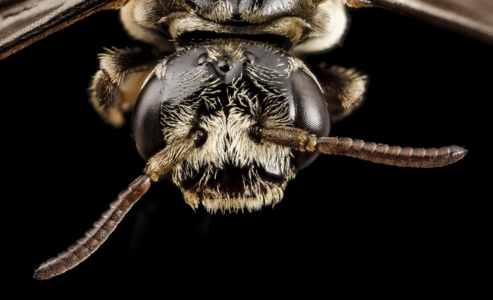 Paranomada velutina, m, arizona, face 2014-08-08-14.19.04 ZS PMax (15061186972)