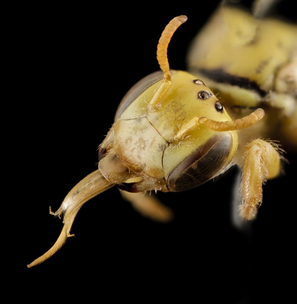 Pararhophites, f, face 2014-10-11-19.28.28 ZS PMax (15740034082)