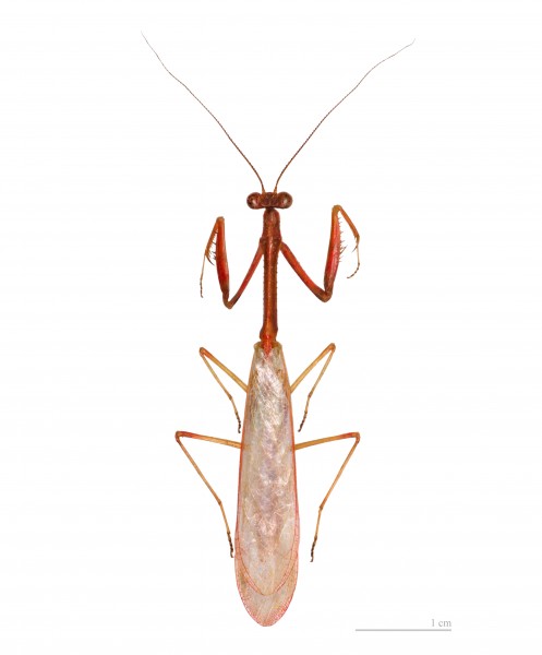 Parastagmatoptera flavoguttata MHNT