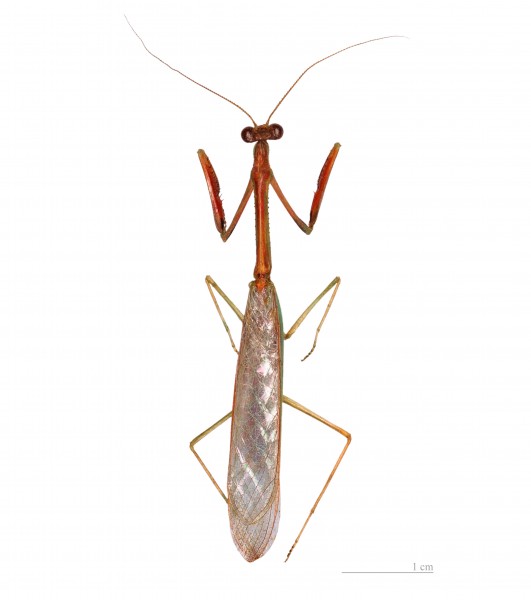 Parastagmatoptera serricornis MHNT dosl