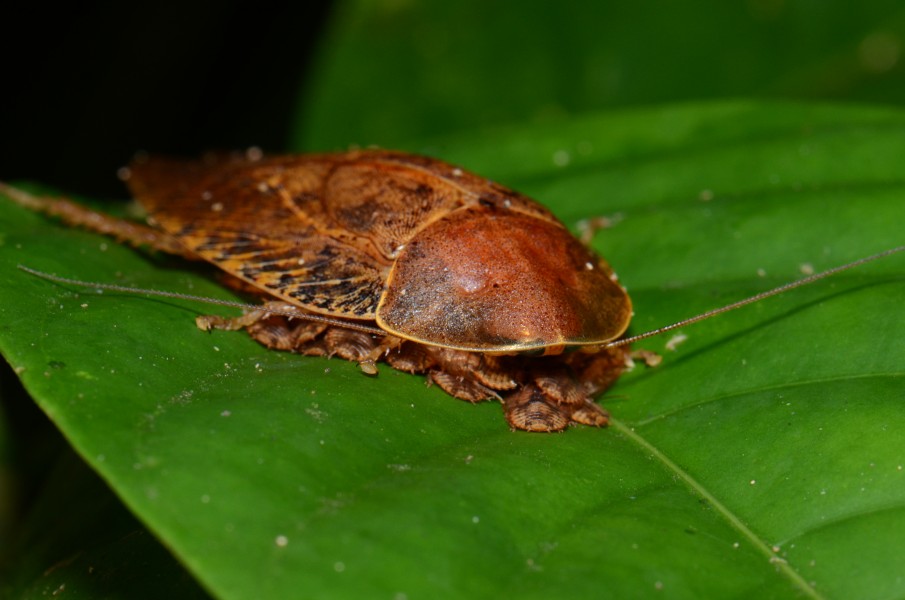 Parental care in cockroach (Pseudophoraspis sp.) (21006928734)