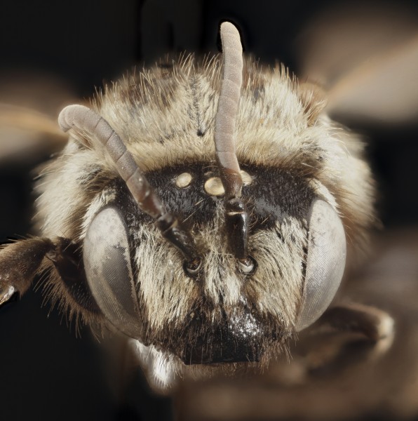 Parepeolus stuardi, f, face, chile 2014-08-06-16.56.30 ZS PMax (14811705188)