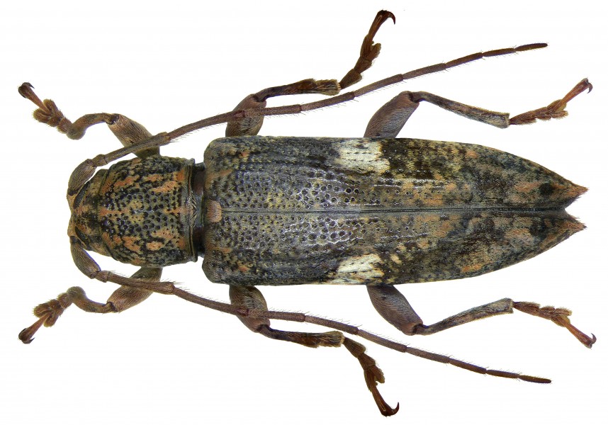 Parepilysta medioalbosignata Breuning (2871834047)