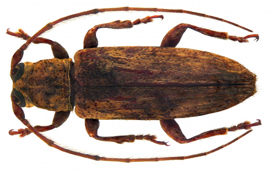 Parepilysta unicolor Breuning, 1959 female (5142990824)