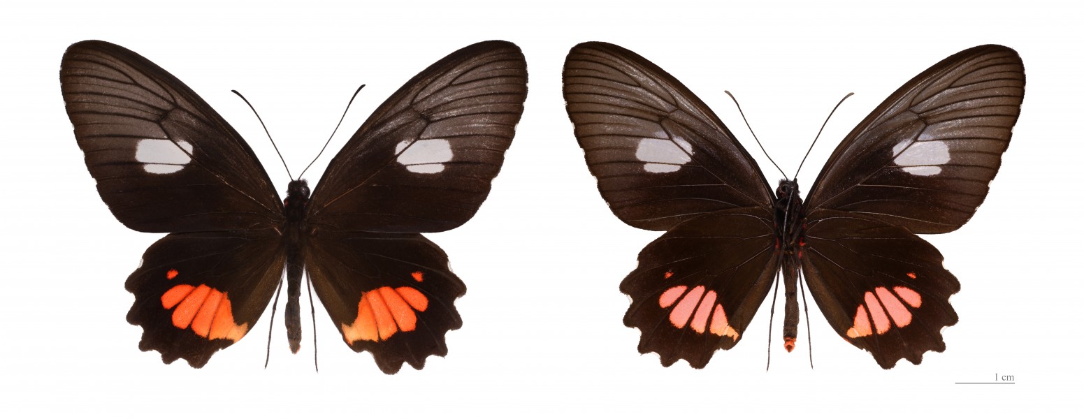 Parides anchises anchises MHNT