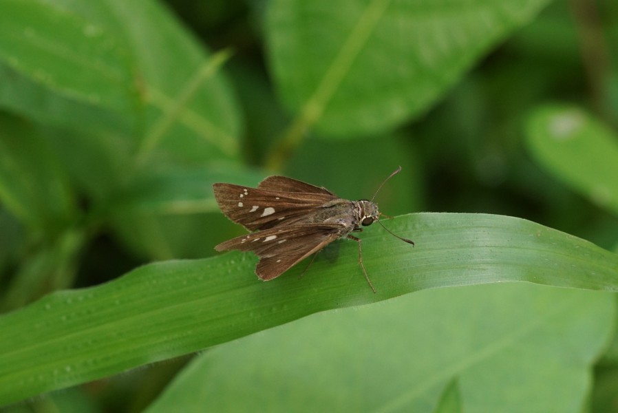 Parnara bada 03159