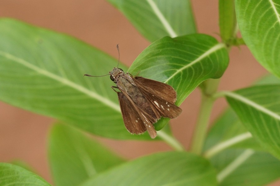 Parnara bada 03383