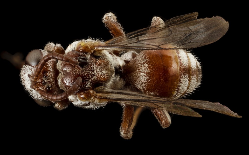 Pasites maculatus, f, pakistan, back 2014-11-02-01.39.25 ZS PMax (15602966459)