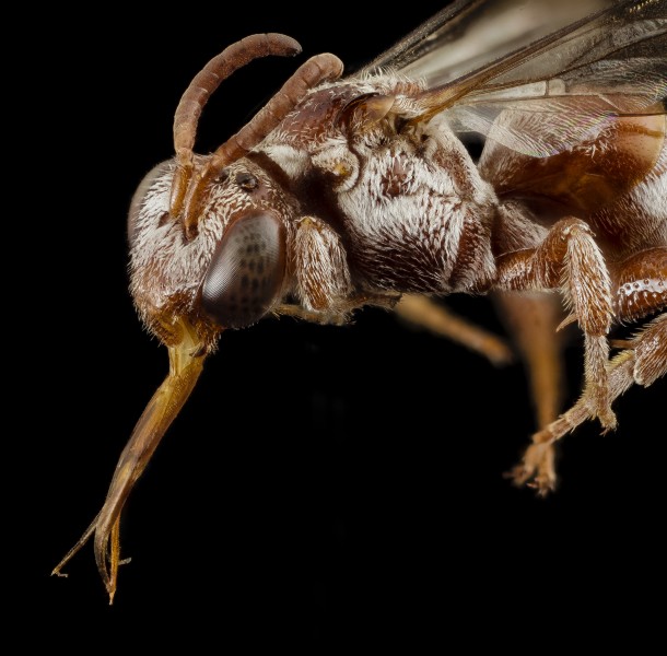 Pasites maculatus, f, pakistan, face 2014-11-02-01.46.02 ZS PMax (15786919381)