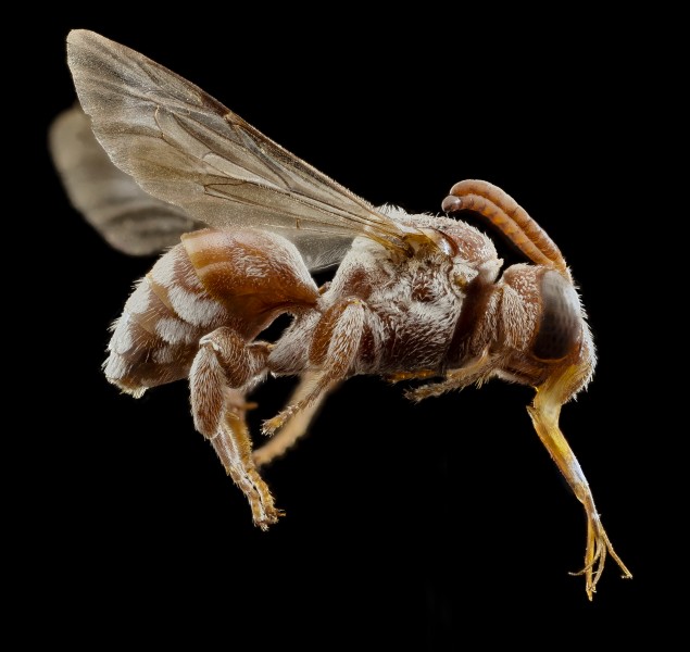 Pasites maculatus, f, pakistan, side 2014-11-02-01.50.40 ZS PMax (15603629237)