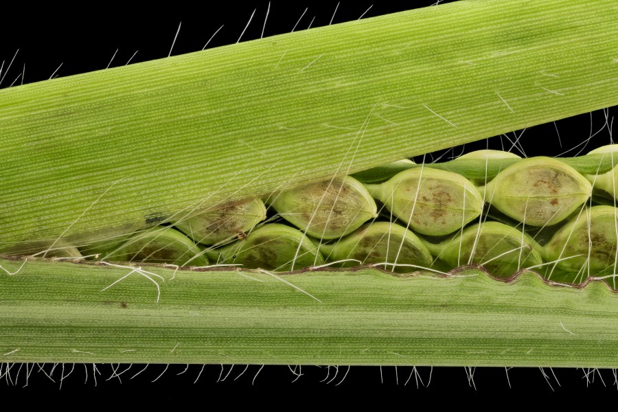 Paspalum species 1, MD, PG County 2013-08-20-12.23.29 ZS PMax (9558298646)
