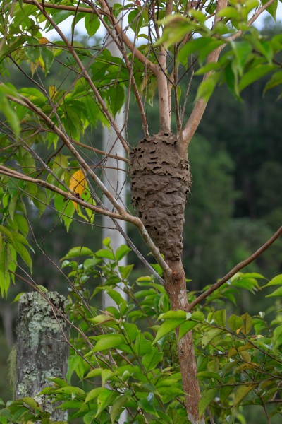 Patau Sabah Ant-nest-in-a-tree-02