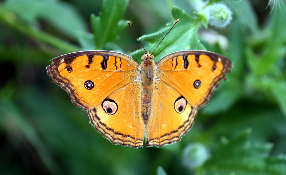 Peacock Pansy (Junonia almana)