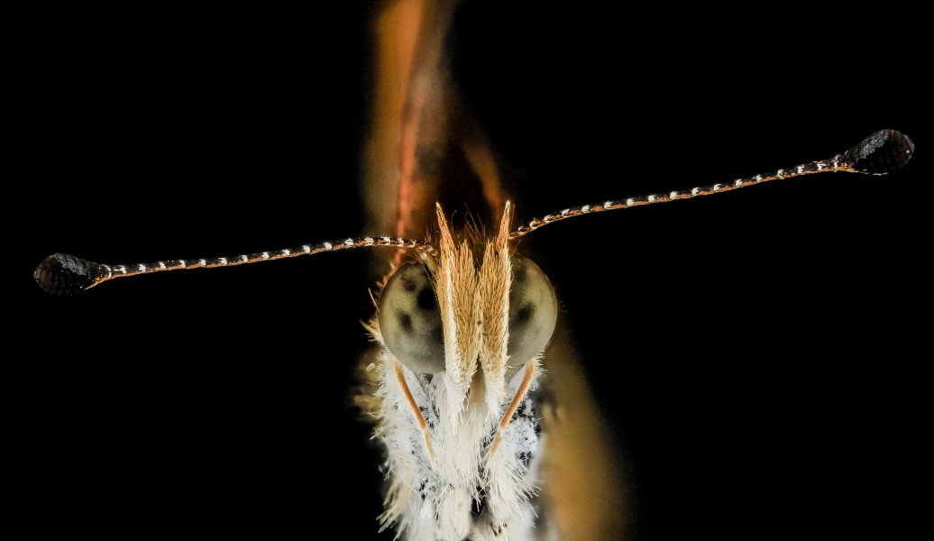 Pearl Crescent, U, face, MD, PG County 2013-08-20-12.03.35 ZS PMax (9558825576)
