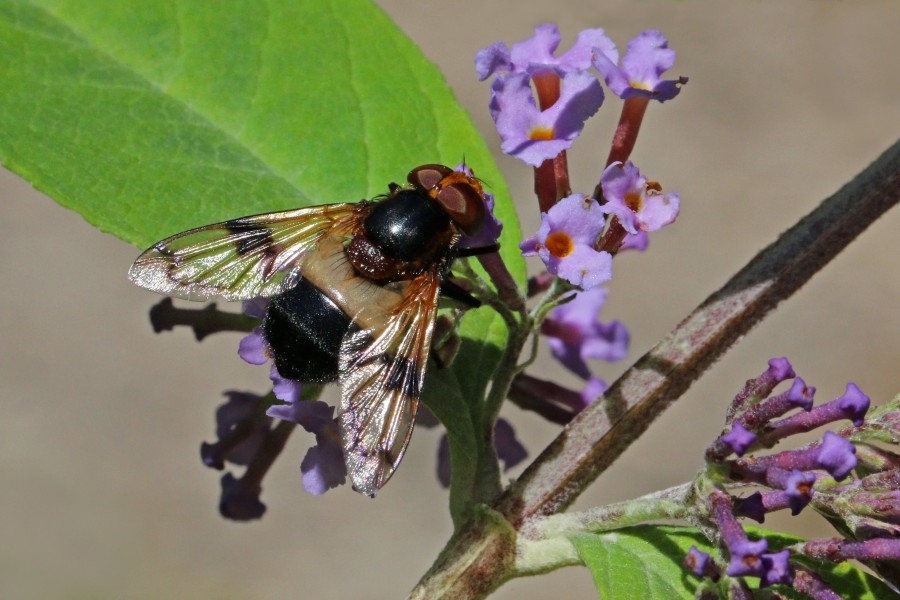 Pellucid fly (Volucella pellucens) female