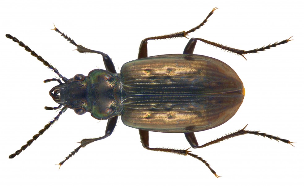 Pelophila borealis (Paykull, 1790) (3566986664)