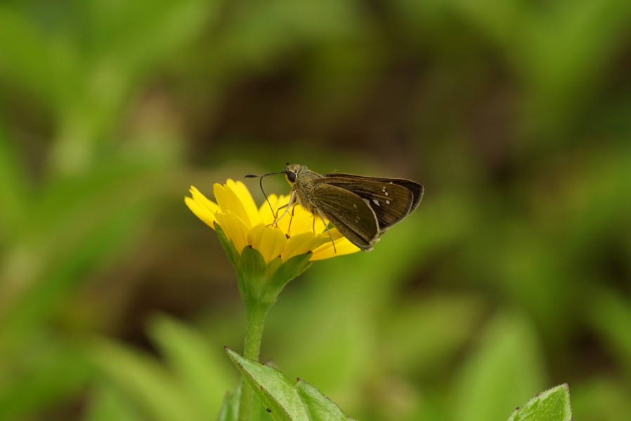 Pelopidas mathias? 07017