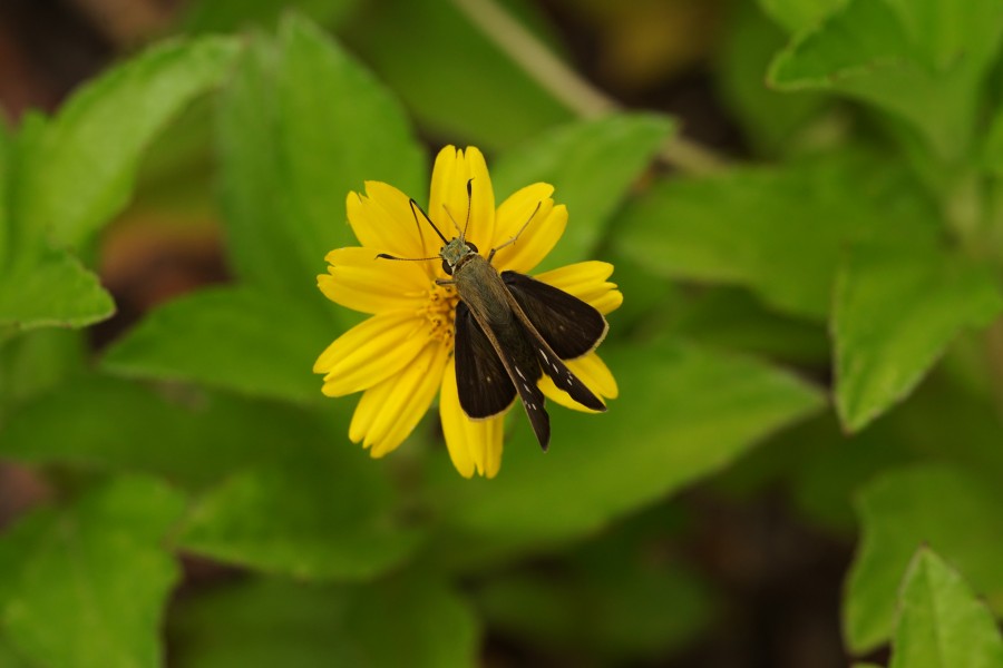 Pelopidas mathias? 07039