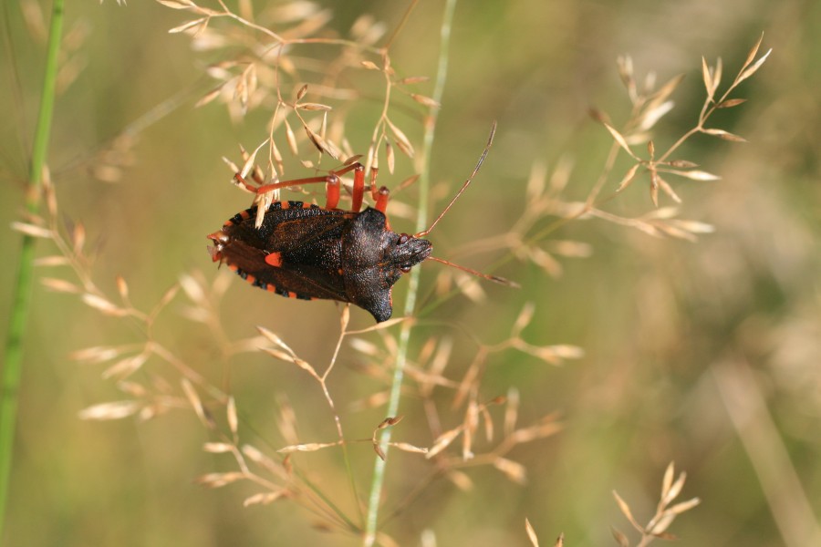 Pentatoma rufipes in grass