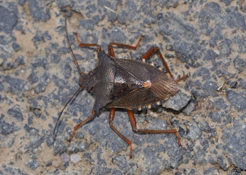 Pentatoma rufipes qtl1