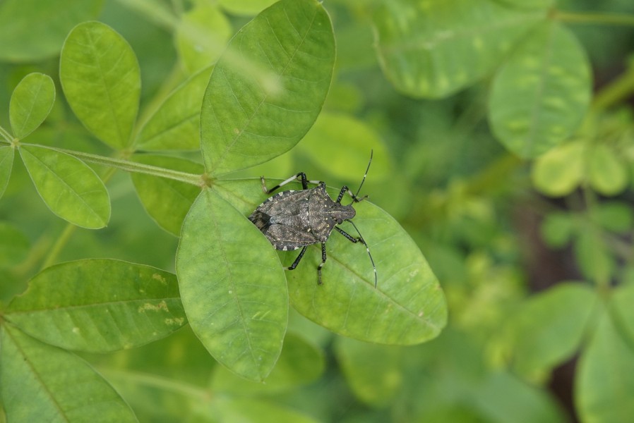 Pentatomidae (Halyomorpha sp) 3006