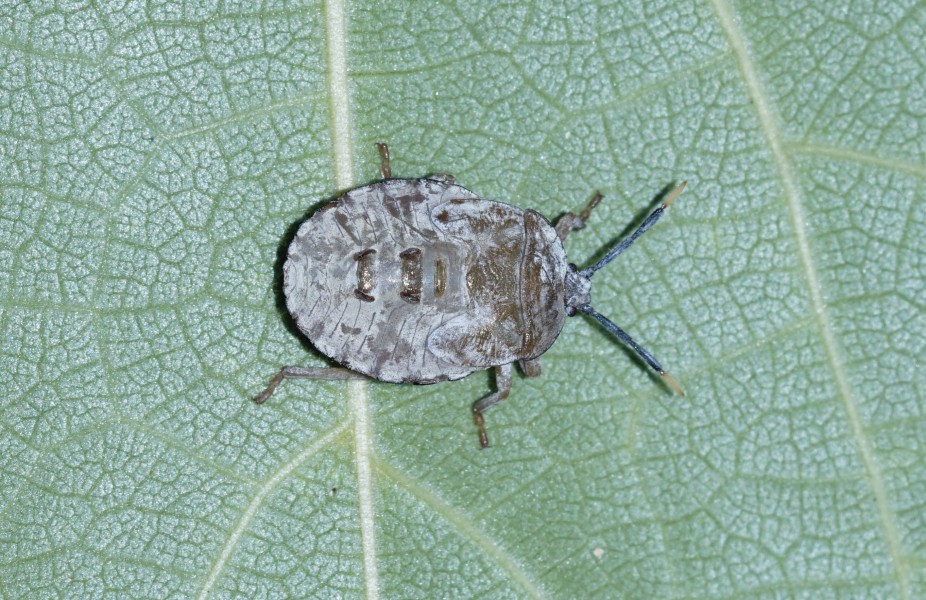 Pentatomidae (nymph) 6081