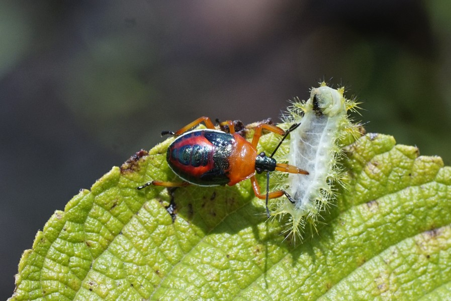 Pentatomidae nymph 2208