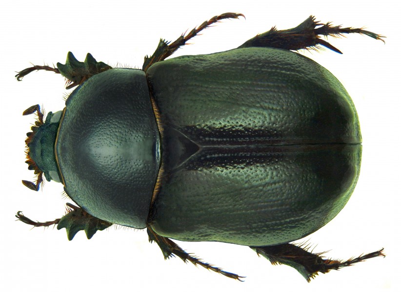 Pentodon bidens sulcifrons