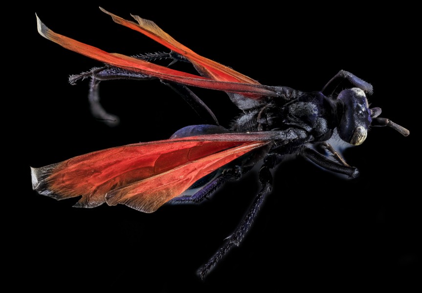 Pepsis rubra, Female, back, GTMO, Cuba 2013-11-06-10.12.51 ZS PMax (10829283416)