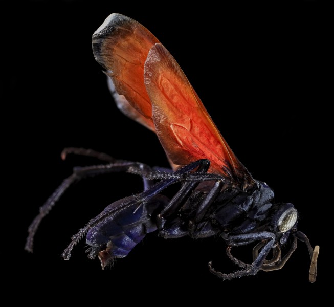 Pepsis rubra, Female, side, GTMO, Cuba 2013-11-06-09.54.00 ZS PMax (10829214365)