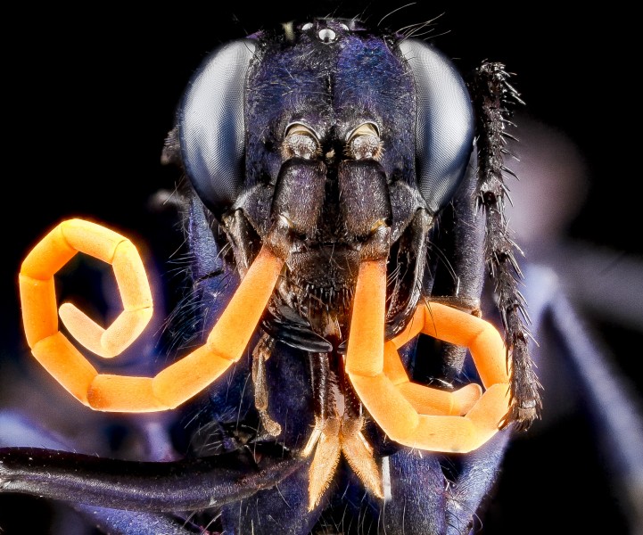 Pepsis ruficornis, U, face, Dominican Republic 2012-11-29-14