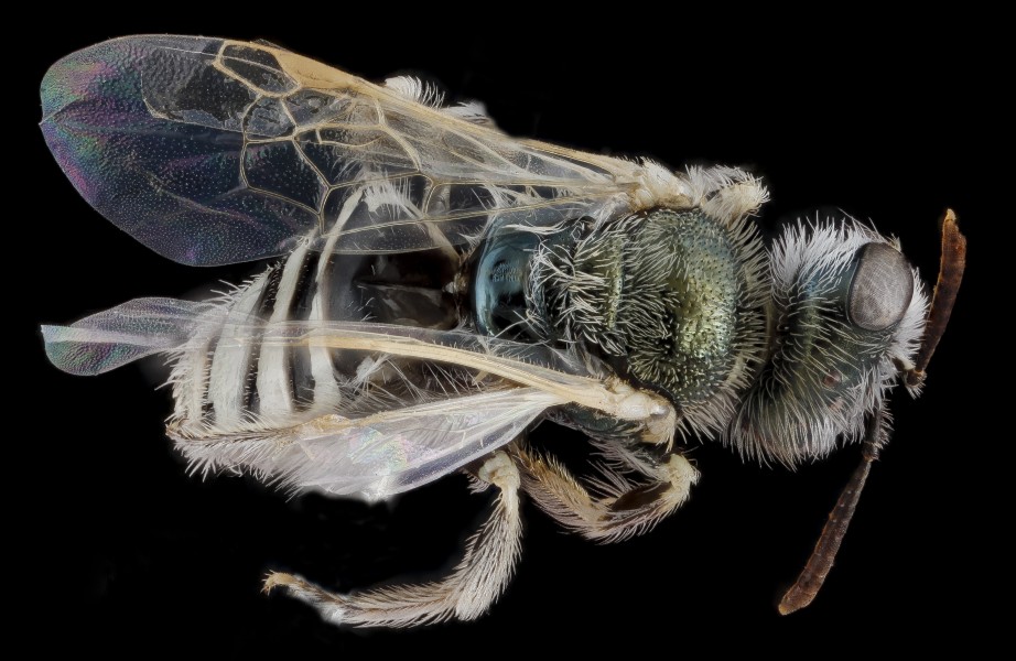 Perdita albihirta geraeae, female, back 2012-08-01-14.25.35 ZS PMax (8159628343)