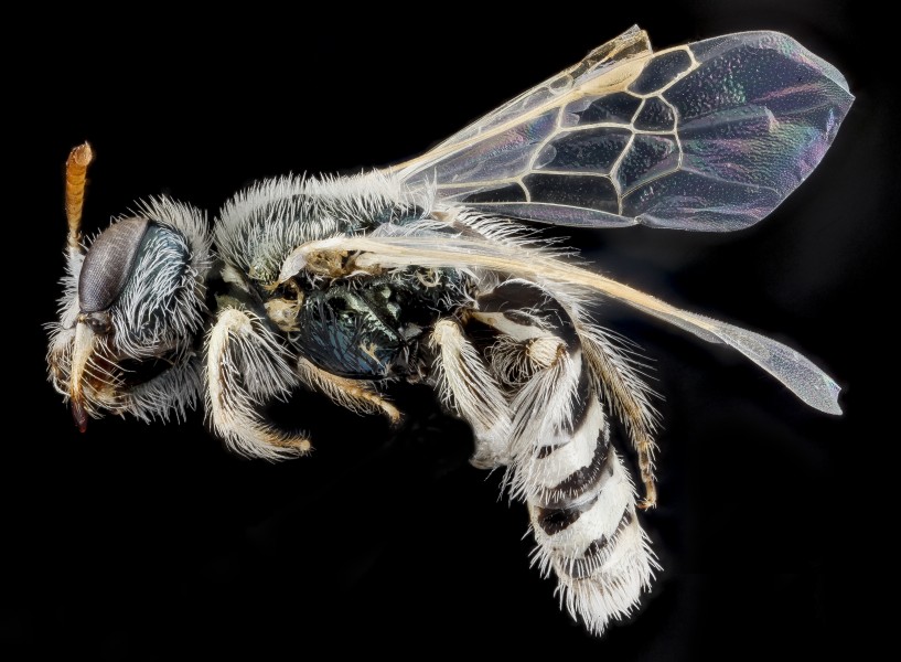 Perdita albihirta geraeae, female, side 2012-08-01-14.43.42 ZS PMax (8132364996)
