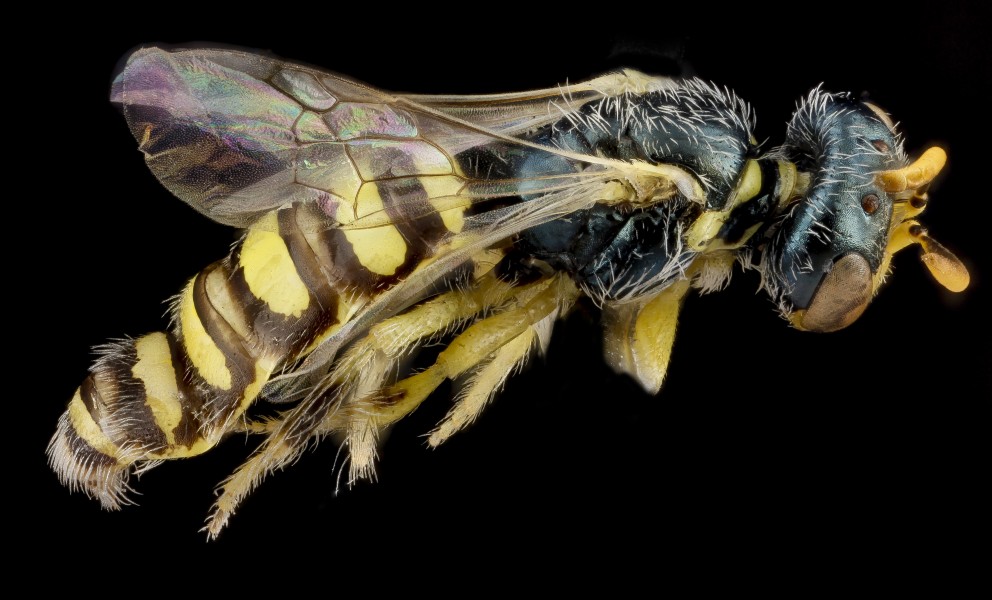 Perdita aridella m