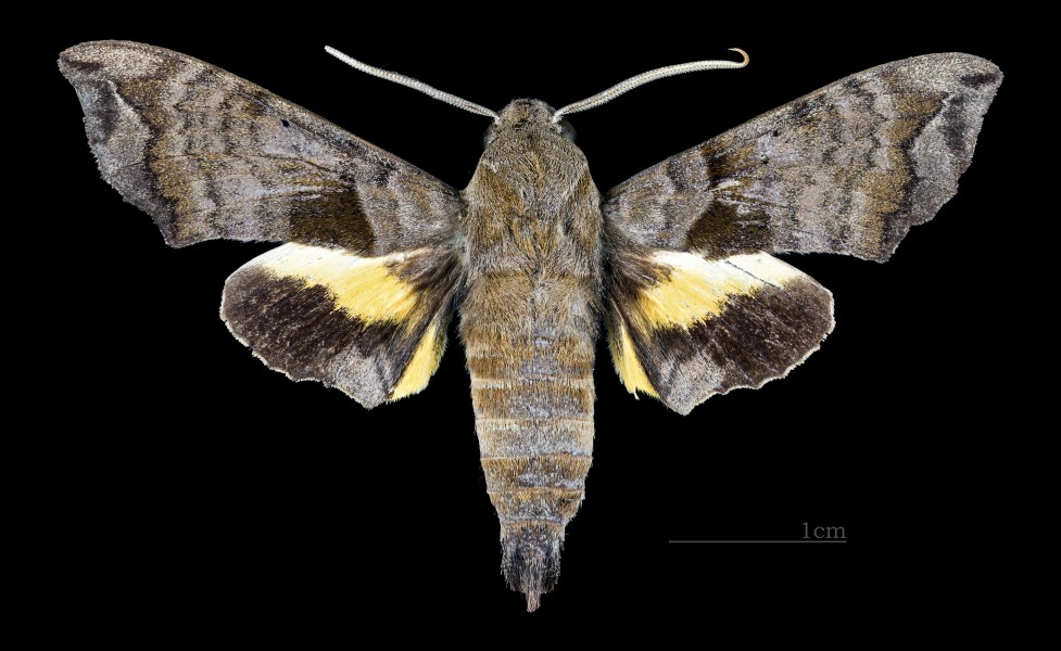 Perigonia ilus MHNT CUT 2010 0 169 El Guapo Venezuela male dorsal