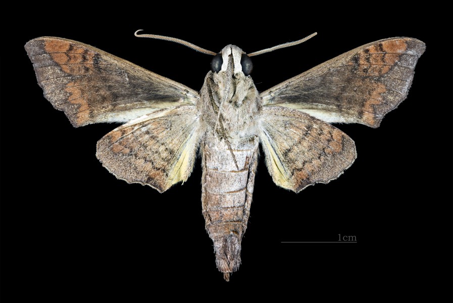 Perigonia ilus MHNT CUT 2010 0 169 El Guapo Venezuela male ventral
