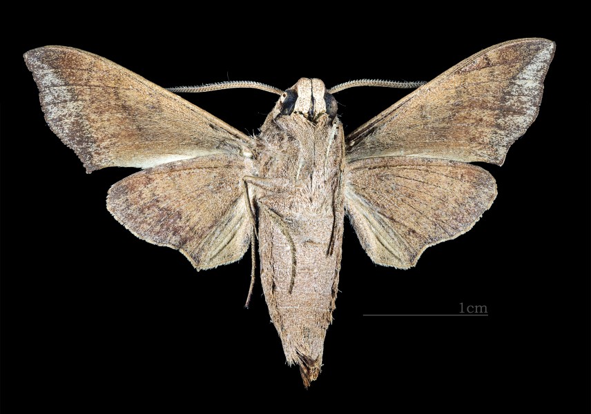 Perigonia lefebvraei MHNT CUT 2010 0 169 Mordazo Cuba male ventral
