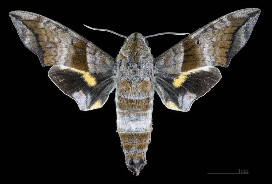 Perigonia lusca lusca MHNT CUT 2010 0 132 Parque Nacional Henri Pitter (Rancho Grande), Venezuela male dorsal