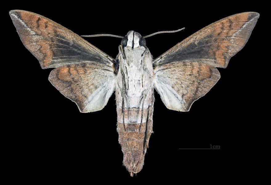 Perigonia lusca lusca MHNT CUT 2010 0 132 Parque Nacional Henri Pitter (Rancho Grande), Venezuela male ventral