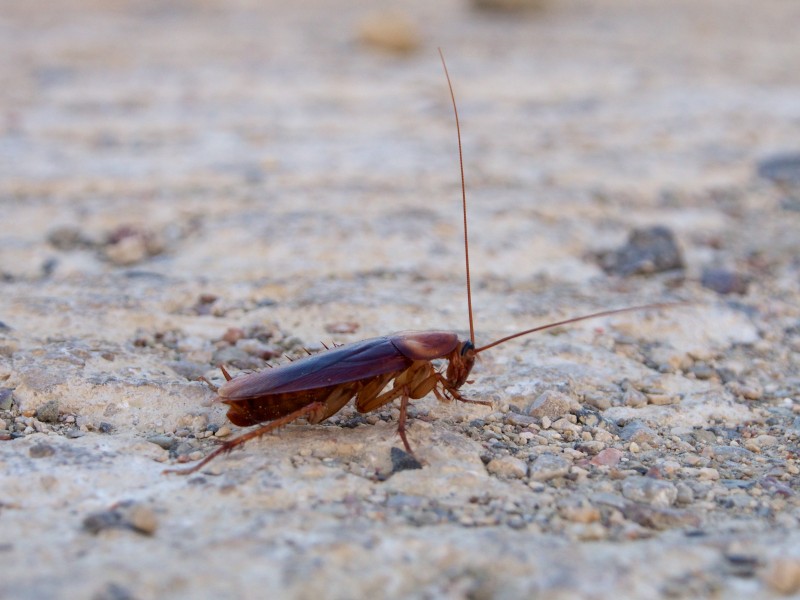Periplaneta americana 2013