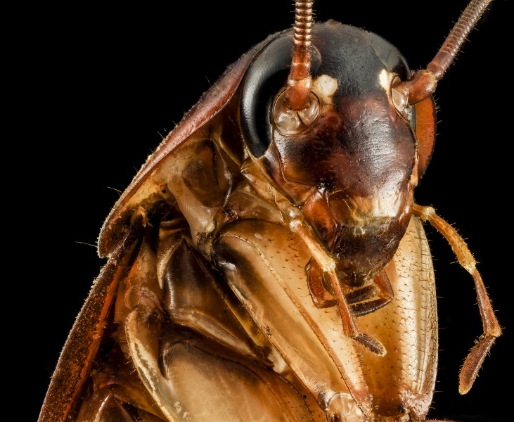 Periplaneta americana, Face, MD, Prince Georges county 2014-02-27-15.31.28 ZS PMax