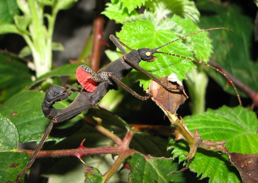Peruphasma schultei - threaten male